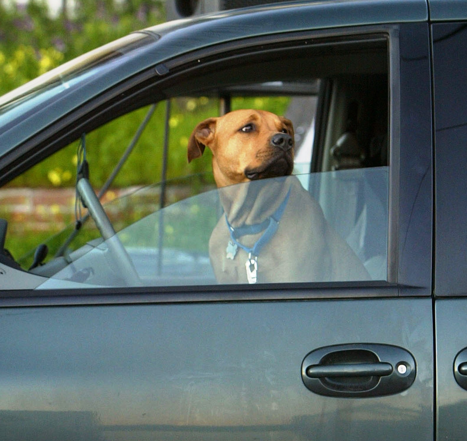 Dogs can Die in Hot Cars!