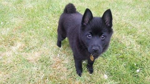 Puppy training and sitting in Cheltenham