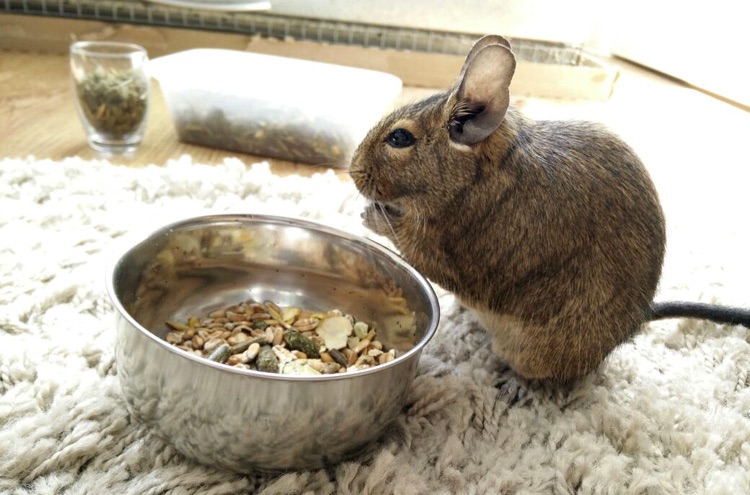 Cheltenham Degu care