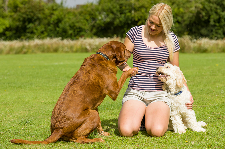 How to socialize your dog with other dogs