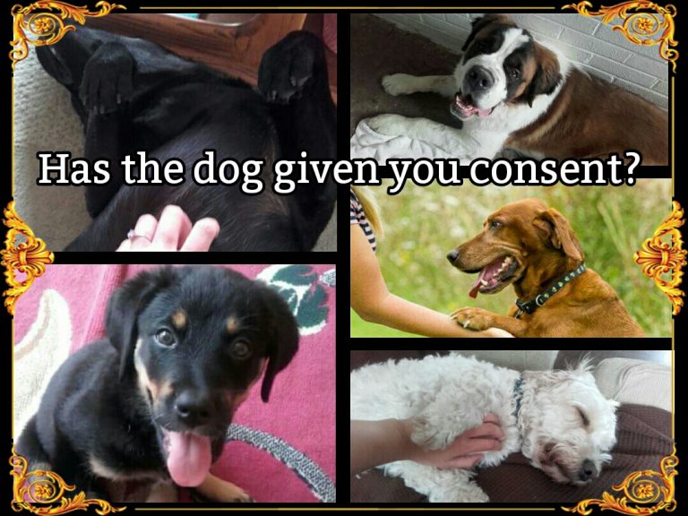 Seeking consent and how to approach dogs Social Paws