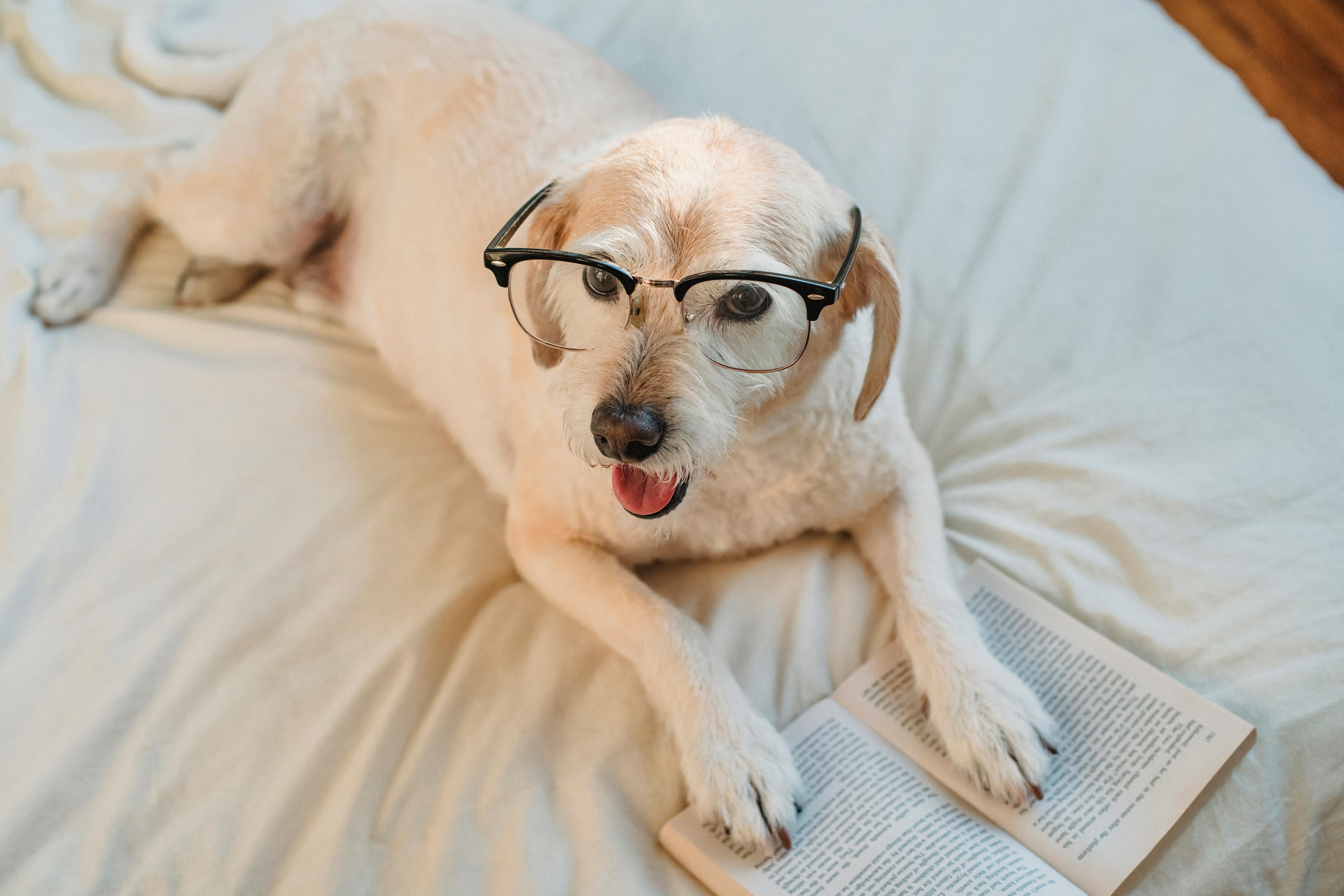 dog reading